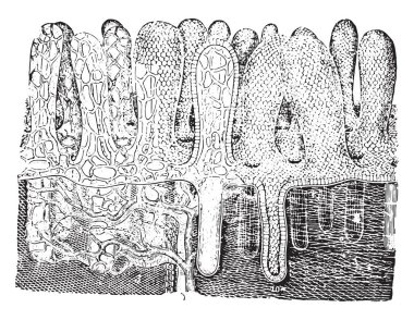 Emme pompası (villus), vintage oyma.