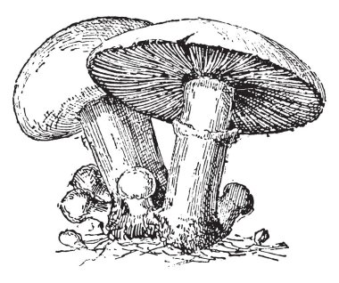 Agaric, vintage illüstrasyon kazınmış. Sözlük kelimeler ve şeyler - Larive ve Fleury - 1895