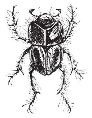 Lethrus, vintage oyulmuş illüstrasyon