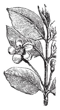 Guava, vintage illüstrasyon kazınmış.