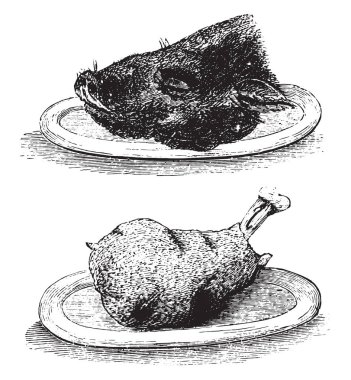 Hure boar and Knuckle, vintage engraved illustration