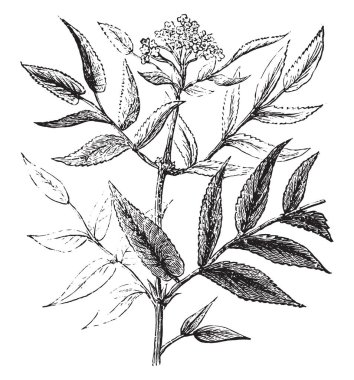 Hieble, vintage oyulmuş illüstrasyon