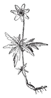 Ahşap anemone, vintage illüstrasyon kazınmış. Sözlük kelimeler ve şeyler - Larive ve Fleury - 1895