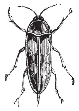Mordella, vintage oyulmuş illüstrasyon