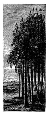 İlk ağaç. Grup felaketler, vintage illüstrasyon kazınmış. Adam 1886 önce toprak. 