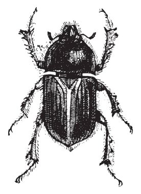Geotrupes, vintage oyulmuş illüstrasyon