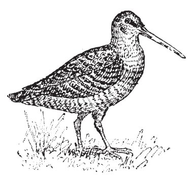 Woodcock, vintage illüstrasyon kazınmış. Sözlük kelimeler ve şeyler - Larive ve Fleury - 1895