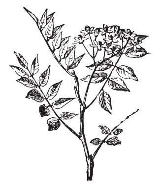 Maun, vintage illüstrasyon kazınmış. Sözlük kelimeler ve şeyler - Larive ve Fleury - 1895