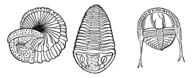 Önemli deniz hayvanları, trilobitler, vintage oyulmuş illüstrasyon. Adam 1886 önce toprak. 