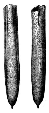 Kretase Belemnites, vintage illüstrasyon kazınmış. Adam 1886 önce toprak. 