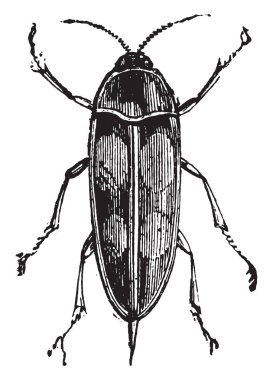 Çiçek böcek ya da Pintail böcek ya da Mordella spp. yuvarlanan Aile içi yaşam, vintage, 1880 oyma