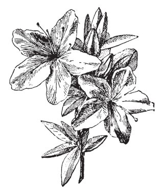 Azalea, vintage illüstrasyon kazınmış. Sözlük kelimeler ve şeyler - Larive ve Fleury - 1895