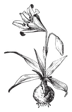 Nergis zambağı, vintage illüstrasyon kazınmış. Sözlük kelimeler ve şeyler - Larive ve Fleury - 1895