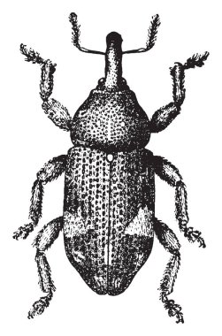 Pissodes piniphilus, vintage illüstrasyon kazınmış.