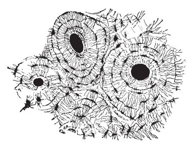 Yaklaşık 150 kat büyütülmüş kompakt dokusunun (kol kemiği), enine bölümünü vintage illüstrasyon kazınmış.