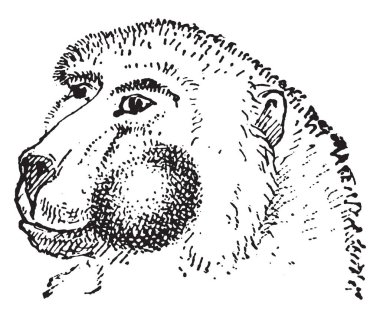 Yanak kese, vintage illüstrasyon kazınmış. Sözlük kelimeler ve şeyler - Larive ve Fleury - 1895