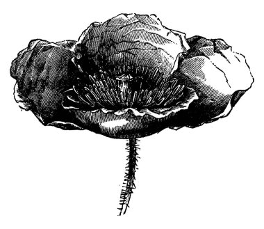 Haşhaş çiçek, vintage illüstrasyon kazınmış.. 