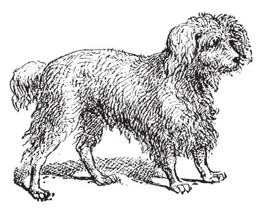 Kaniş, vintage illüstrasyon kazınmış. Sözlük kelimeler ve şeyler - Larive ve Fleury - 1895