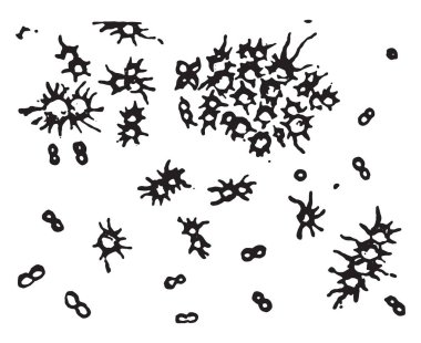 Amonyum ürat, vintage illüstrasyon kazınmış.