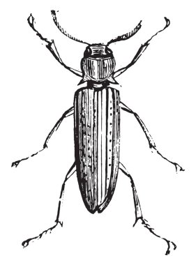 Melasis, vintage oyulmuş illüstrasyon