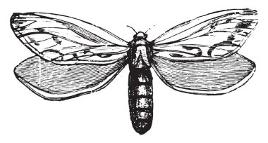 Hepialidae, vintage oyulmuş illüstrasyon