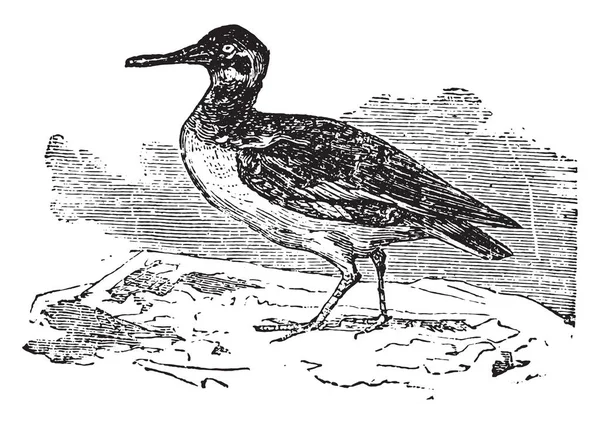 Oystercatcher Vintage Grawerowane Ilustracja — Wektor stockowy