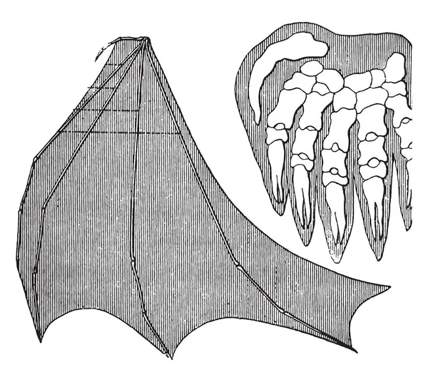 Unidade Orgânica Parentesco Seres Morcego Vintage Gravada Ilustração Terra Diante — Vetor de Stock