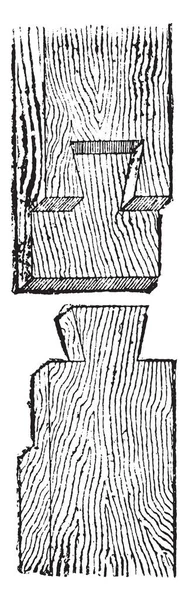 Dovetail, винтажная гравировка . — стоковый вектор