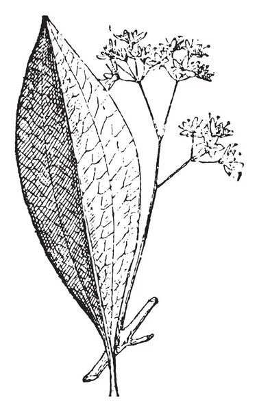 Cannella Illustrazione Incisa Epoca Dizionario Parole Cose Larive Fleury 1895 — Vettoriale Stock