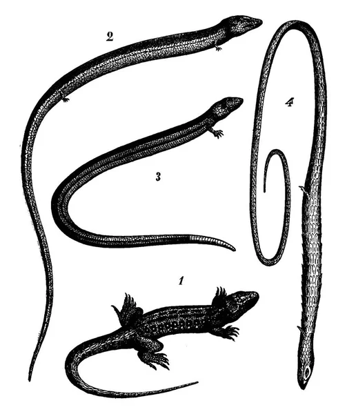 떨어지는 다리의 전이입니다 도마뱀 3입니다 스플라인 도마뱀 Monodactyle 빈티지 도마뱀 — 스톡 벡터