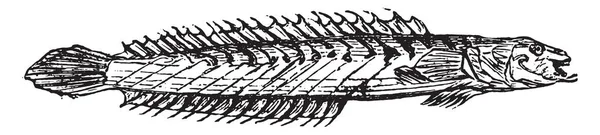 Gobioides Vintage Εικονογράφηση Χαραγμένο — Διανυσματικό Αρχείο