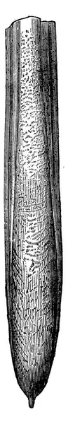 Actinocamax 빈티지 새겨진 1886 — 스톡 벡터