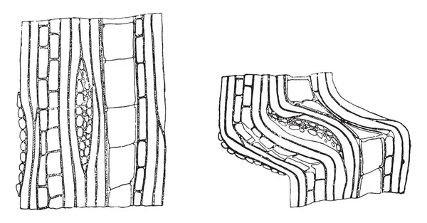 Schema des Zerbrechens einer Probe durch Kompression parallel zu — Stockvektor