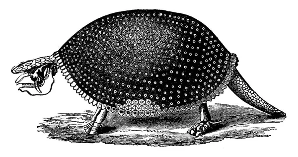 Restaurerade glyptodon (Sydamerika) skelett, vintage gravyr. — Stock vektor