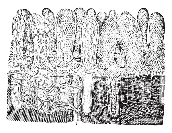 ปั๊มดูด (villi), แกะสลักวินเทจ . — ภาพเวกเตอร์สต็อก