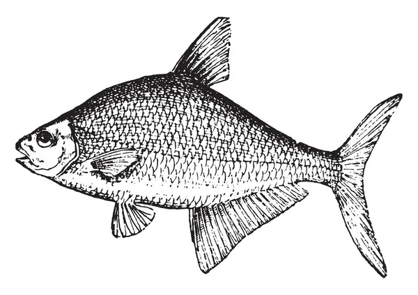 鯛または Abramis 実際に Brama ヴィンテージには 図が刻まれています Larive フルーリ 1895年 — ストックベクタ
