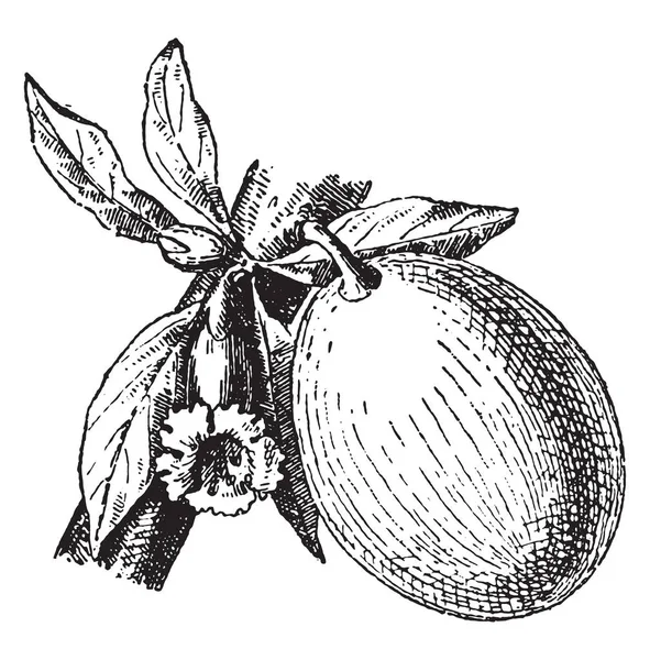 Calabash Bottle Gourd Opo Squash Long Melon Ilustração Gravada Vintage — Vetor de Stock