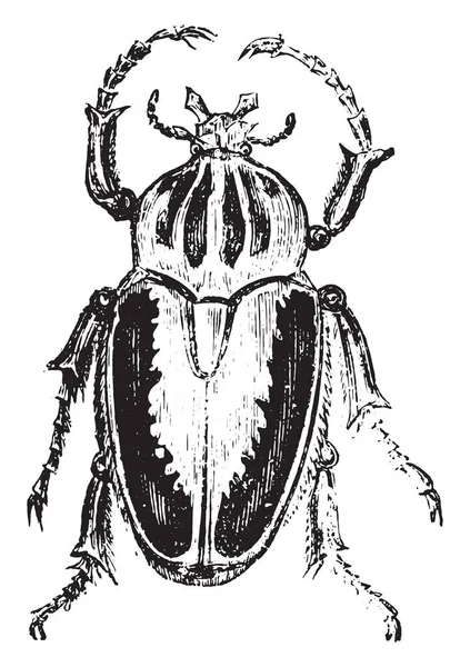 Goliath Beetles Vintage Engraved Illustration — Stock Vector