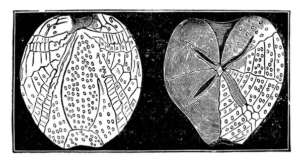 Echinoderms 빈티지 새겨진 1886 — 스톡 벡터