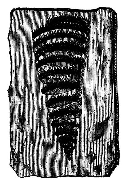 Graptolites Turriculatus Vintage Grawerowane Ilustracja Ziemi Przed Człowiekiem 1886 — Wektor stockowy