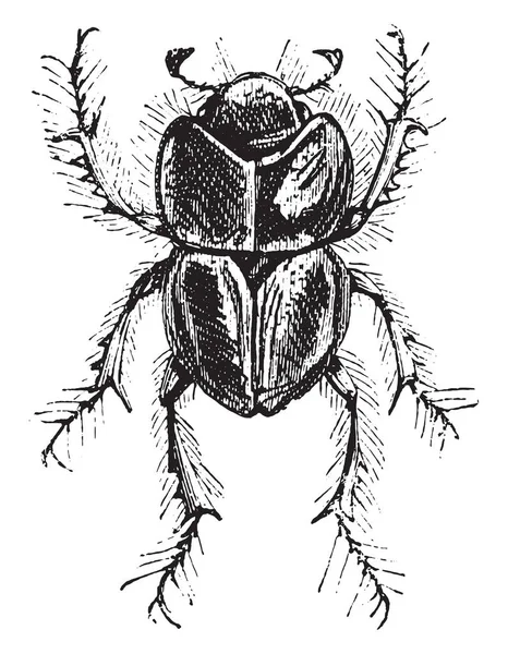 Dung Beetle Lethrus Spp Lethrus Est Genre Insectes Diurnes Famille — Image vectorielle