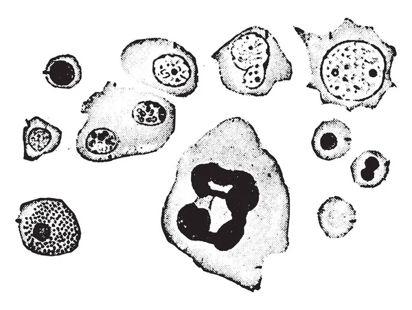 Elementos de la médula ósea humana, grabado vintage . — Archivo Imágenes Vectoriales