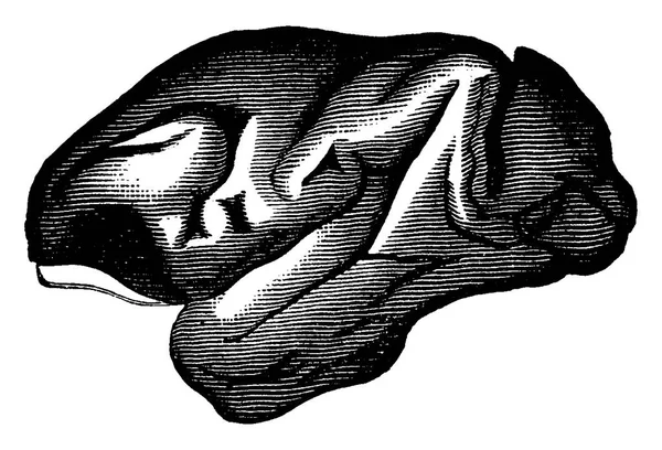 Cerebro Macaco Ilustración Grabada Vintage Tierra Antes Que Hombre 1886 — Archivo Imágenes Vectoriales