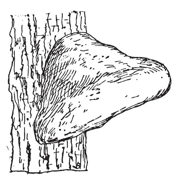 Einheit Aus Fruchtbarem Polyporus Hispidus Gravierte Illustration — Stockvektor