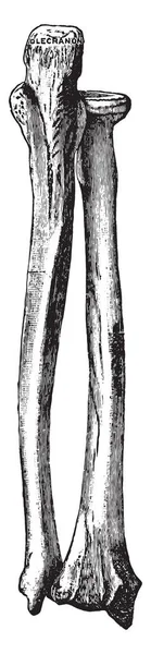 Csontok Jobb Karját Vintage Vésett Illusztráció — Stock Vector