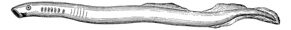 Primeiro Peixe Período Devoniano Cephalaspis Lloydii Pteraspis Rostratus Vintage Gravada — Vetor de Stock