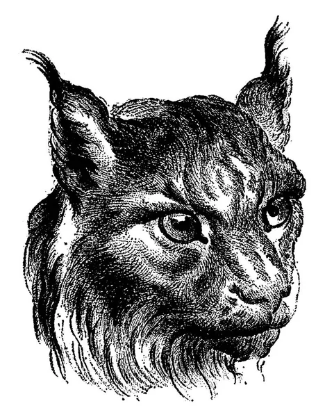 Gatto Illustrazione Incisa Epoca Terra Prima Dell Uomo 1886 — Vettoriale Stock