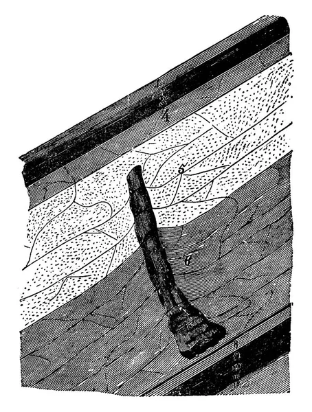 Árboles Fósiles Encontrado 217 Metros Profundidad Minas Anzin Ilustración Grabada — Archivo Imágenes Vectoriales