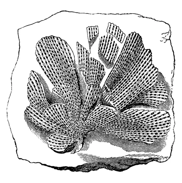 Hewan Yang Lebih Tua Fosil Moluska Briozoa Fenestella Tenuiceps Ilustrasi - Stok Vektor