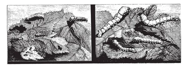 Silkworm Vintage Gegraveerd Illustratie Magasin Pittoresk 1877 — Stockvector